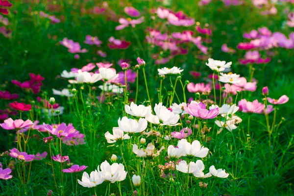 コスモスの花の色 — ストック写真