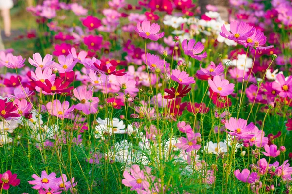 Beautiful Cosmos flower field — Stock Photo, Image