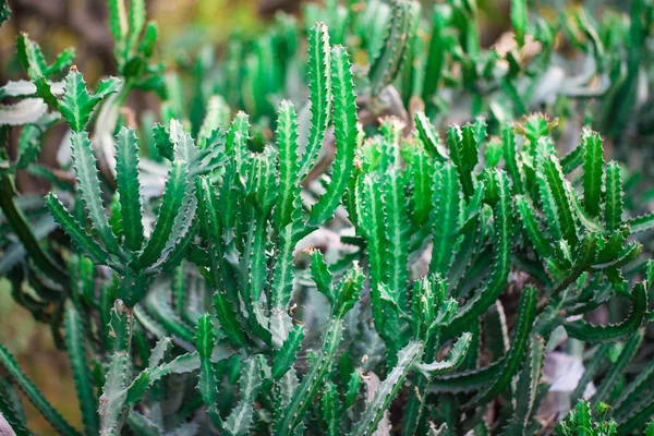 Grupo de cactus en invernadero — Foto de Stock