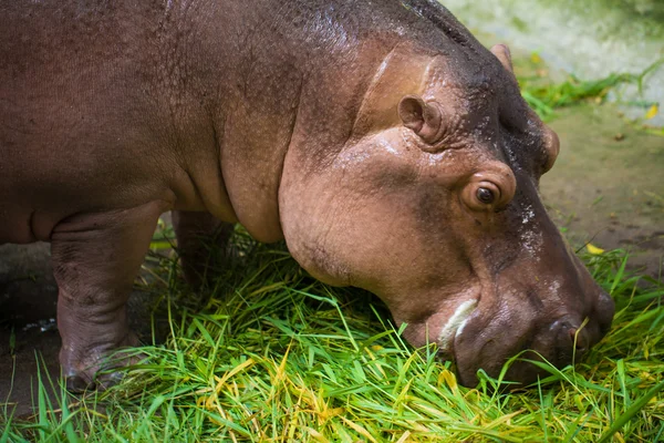 Hippopotamus eating green grass — Stock Photo, Image