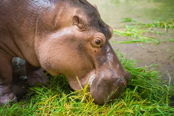 Hippopotamus eating green grass from feeder — Stock Photo, Image