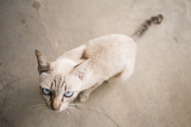 Siyam kedisi eski kat