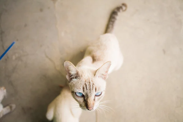 古い床のシャム猫 — ストック写真