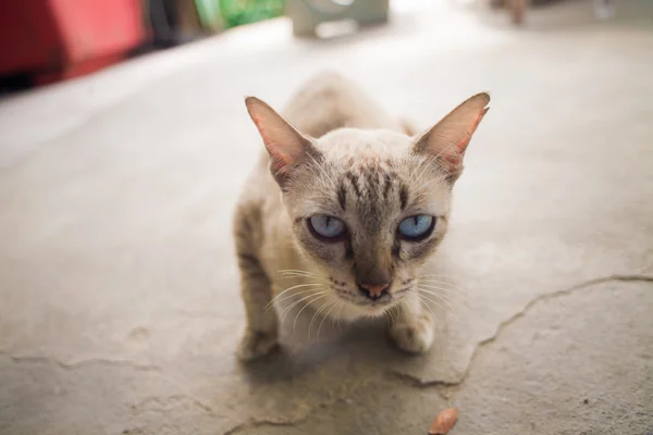 Сиамская кошка на старом полу — стоковое фото