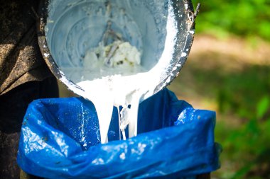 ziraatçi el süt tankı kauçuk ağacı tutarak