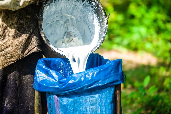 Campesino mano sosteniendo tanque de leche de árbol de goma — Foto de Stock