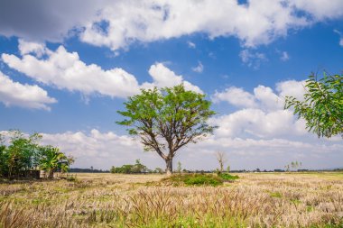 Tarla, ağaç ve mavi gökyüzü