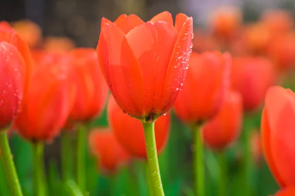 Zblízka tulipánů v zahradě — Stock fotografie