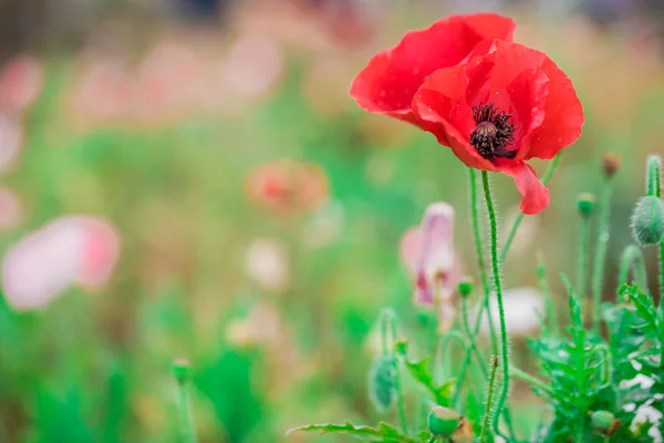 Close up van papavers op groen veld — Stockfoto