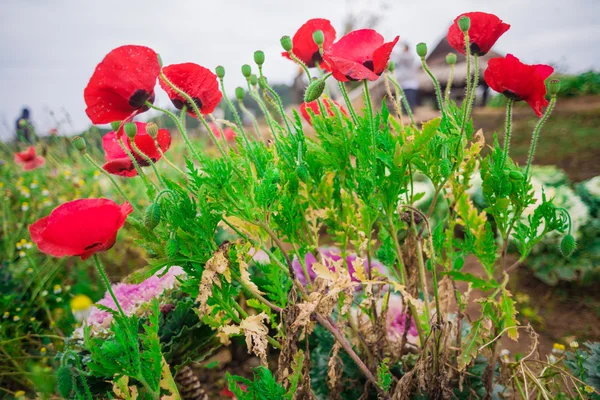 Rode papaver op groen veld — Stockfoto