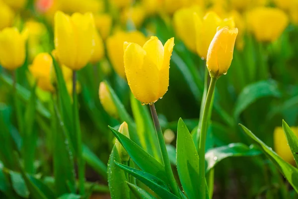 El primer plano de los tulipanes en el jardín — Foto de Stock