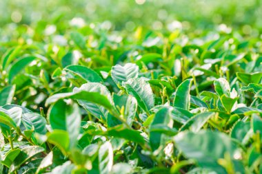 yeşil çay çiftlik