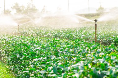 yeşil çay çiftlik