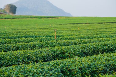 yeşil çay çiftlik