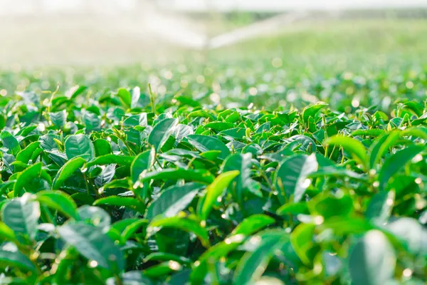 Herbata zielona zagroda — Zdjęcie stockowe