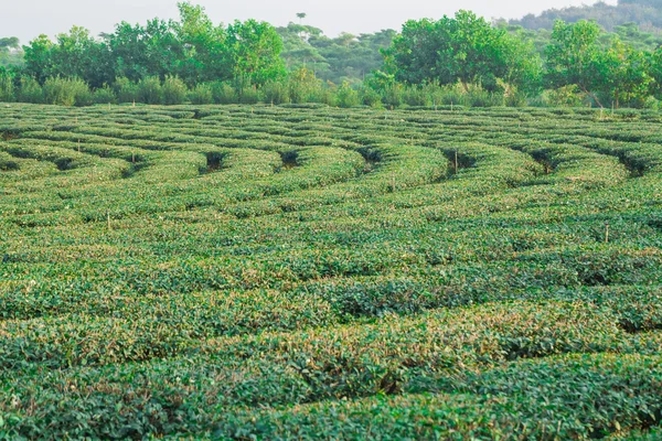 绿茶农场 — 图库照片