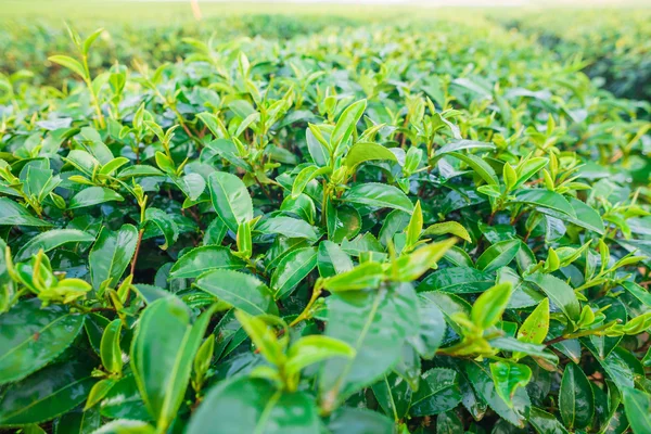 Fechar folhas de chá verde — Fotografia de Stock