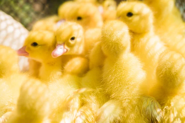 Detailní záběr roztomilá malá žlutá kachna — Stock fotografie