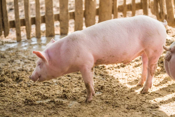 Unga grisar på gården — Stockfoto