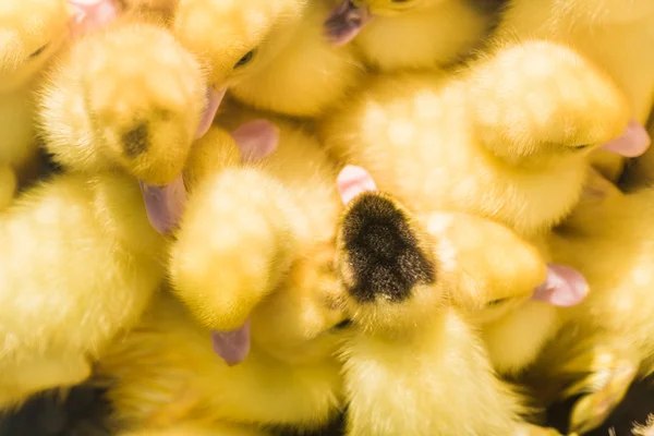 Detailní záběr roztomilá malá žlutá kachna — Stock fotografie