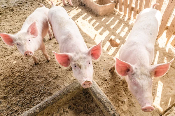 Cerdos jóvenes en la granja —  Fotos de Stock