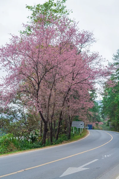 Дикая гималайская вишня на романтической дороге — стоковое фото