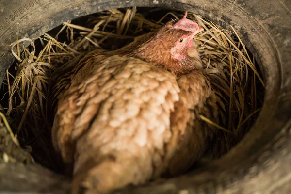 Gallina poniendo huevos en su nido — Foto de Stock