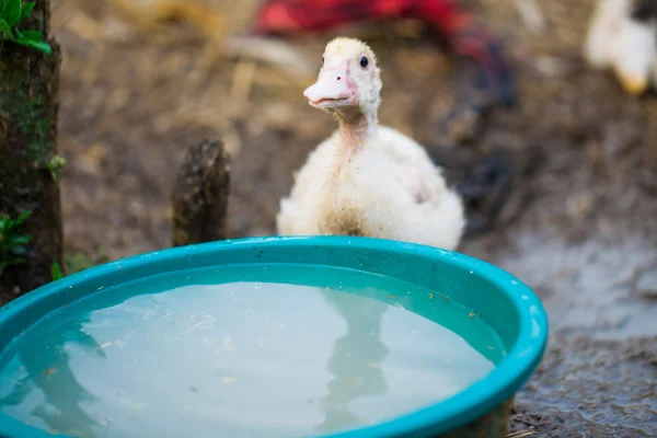 Lustiges Entlein trinkt Wasser — Stockfoto