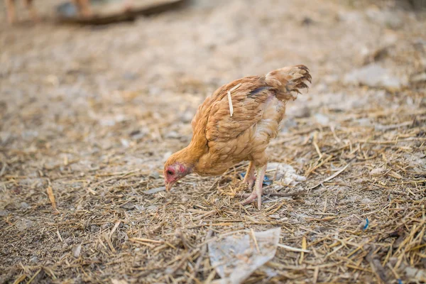 Kurczaki w gospodarstwo agroturystyczne. — Zdjęcie stockowe