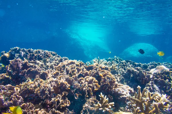 Coral reef scène met tropische vissen in zonlicht — Stockfoto