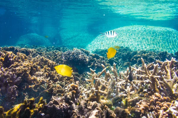 Scena della barriera corallina con pesci tropicali alla luce del sole — Foto Stock