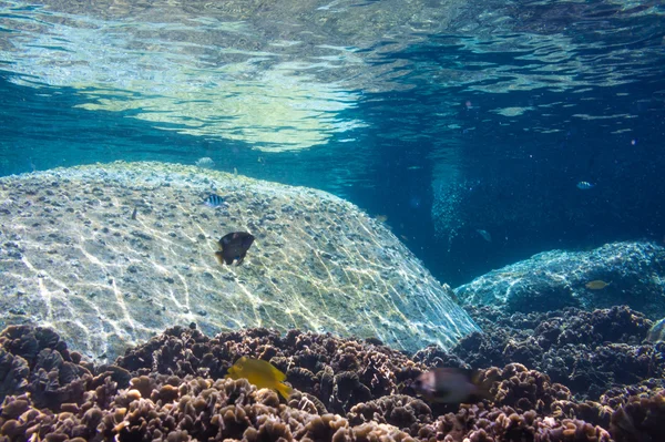 Scena della barriera corallina con pesci tropicali alla luce del sole — Foto Stock