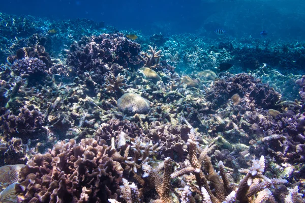 Scena della barriera corallina con pesci tropicali alla luce del sole — Foto Stock