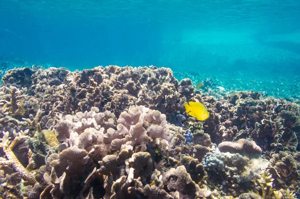 珊瑚礁的场面与热带小鱼在阳光下 — 图库照片
