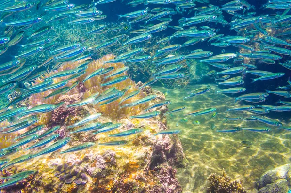 Sardellenschule im blauen Meer mit Korallenriff — Stockfoto