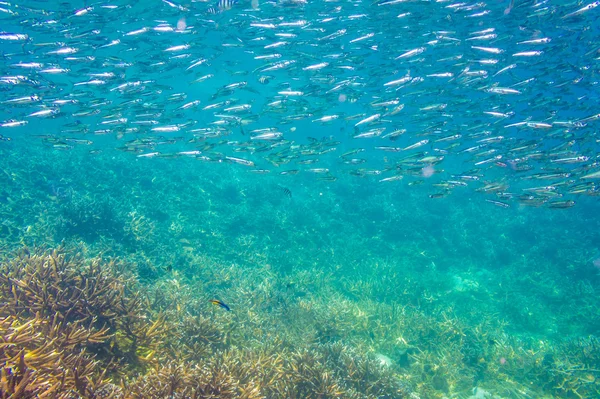 Scuola di acciughe in un mare blu con corallo — Foto Stock