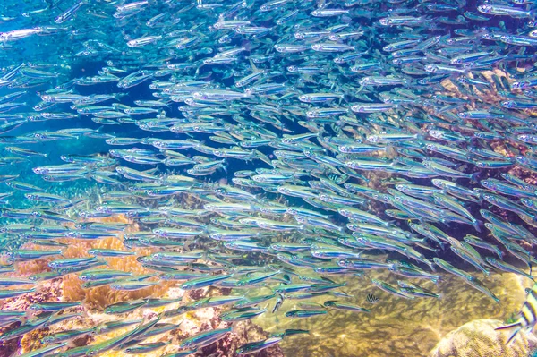 School of anchovy in a blue sea with coral — Stock Photo, Image