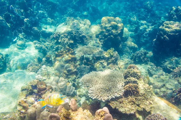 Bella vista della vita di mare — Foto Stock