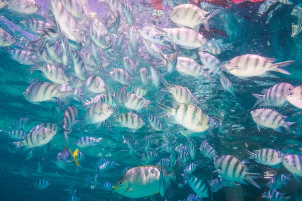 Skola av indo-pacific sergeanter i djupa havet — Stockfoto