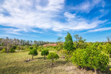 Mangrov orman tropik yağmur ormanı mavi gökyüzü