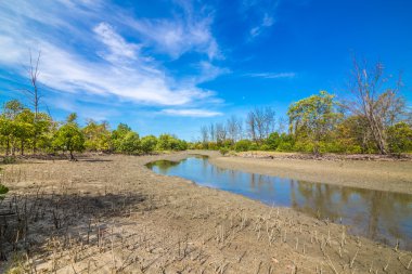 mangrov ağaçlar ve kökleri plaj deniz