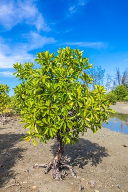mangrov ağaçlar ve kökleri plaj deniz