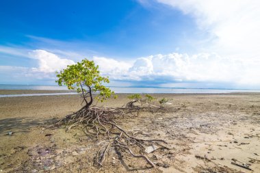 Mangrove trees and roots on the beach of the sea clipart