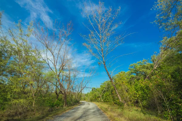 Camino rural cerca de la playa con árbol verde —  Fotos de Stock