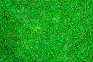 yeşil çimen arkaplan dokusu. 
