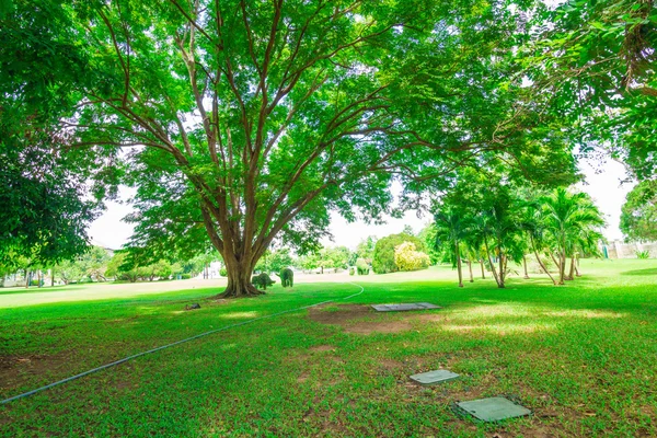 Rasen in einem botanischen Garten und Weg mit einem alten Baum — Stockfoto