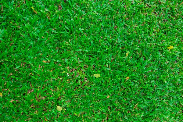 Erba verde. texture naturale di sfondo . — Foto Stock