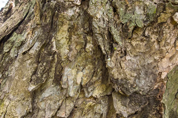 Bast van de mimosa boom — Stockfoto