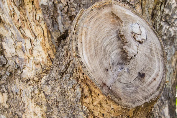 Закрыть ствол дерева — стоковое фото