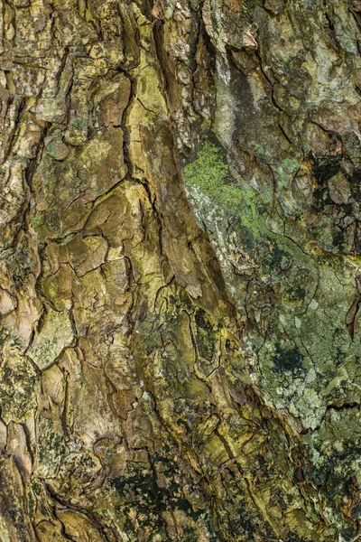 Κοντινό πλάνο λεπτομερή δέντρο φλοιός — Φωτογραφία Αρχείου